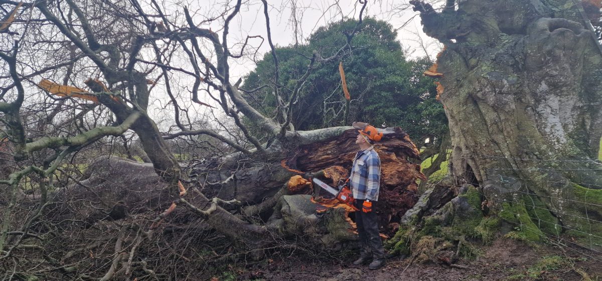 Beech Tree - Jason Robards - Hedgerow Crafts