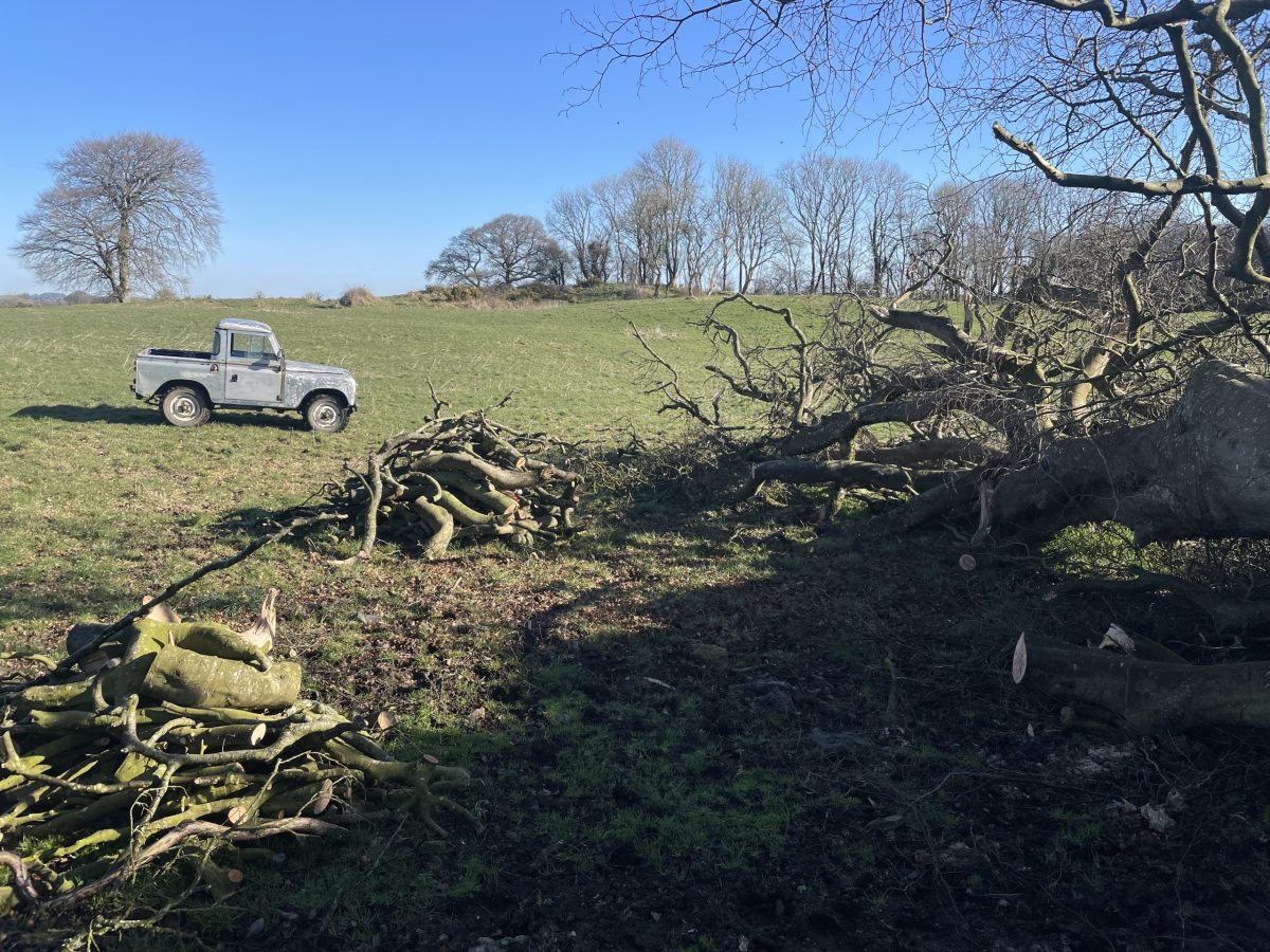 Beech Tree - Jason Robards - Hedgerow Crafts